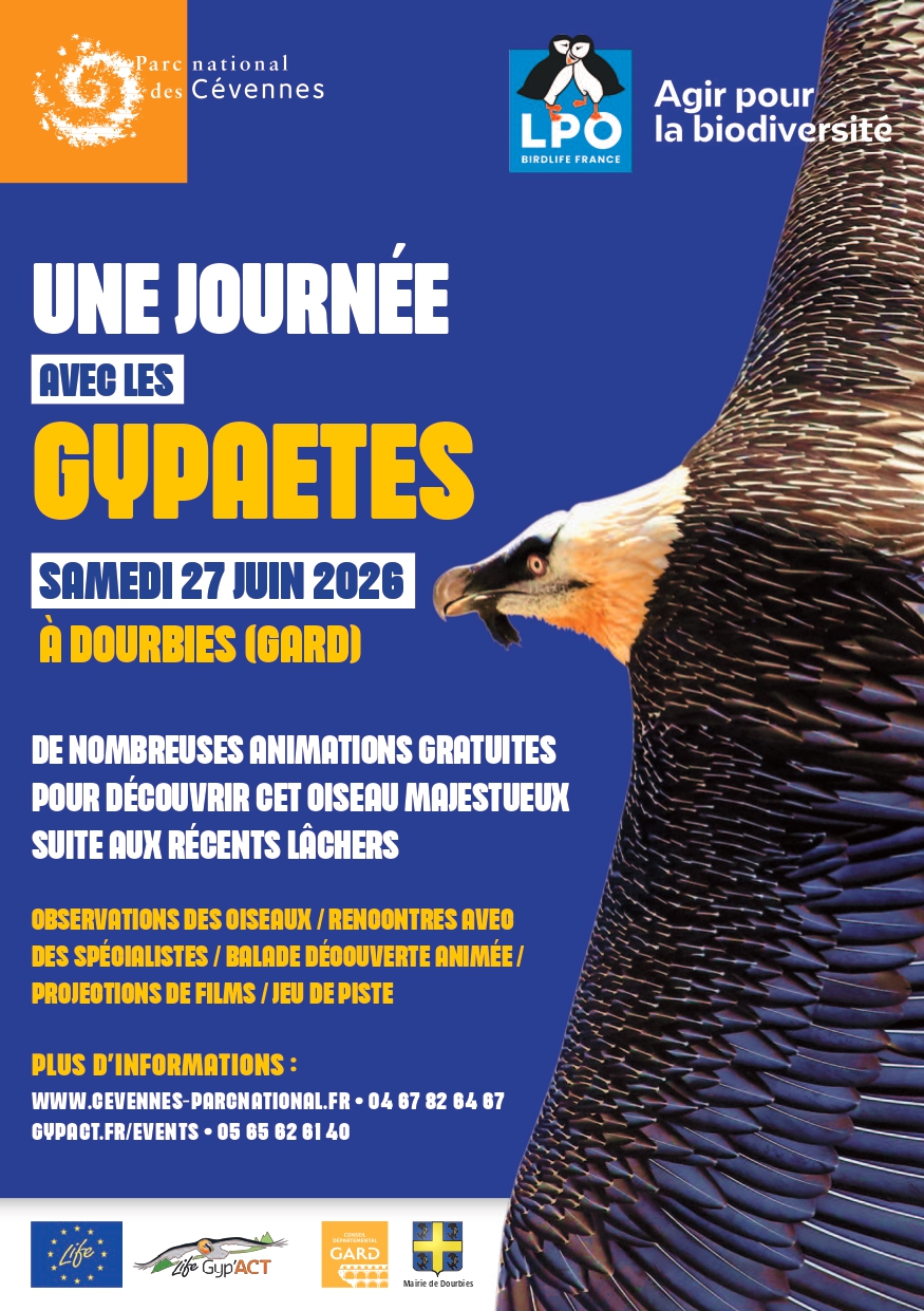 [ UNE JOURNEE AVEC LES GYPAETES]
