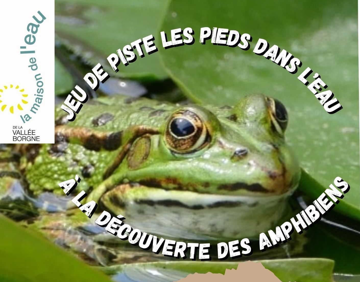 A la découverte des amphibiens